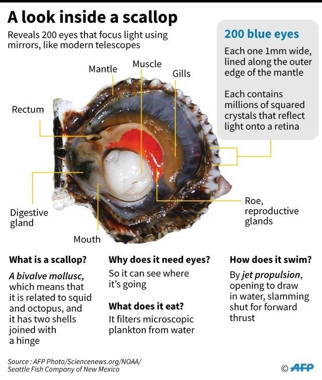 Fact file on scallops with their 200 blue eyes.