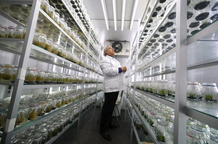 Scientists find sunscreen potential in Antarctic plants