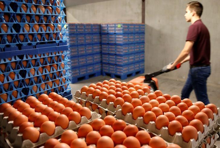  A worker inspects freshly laid eggs on a production line at a poultry farm in Wortel near Antwerp, Belgium August 8, 2017.