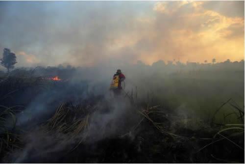 A firefighter tries to extinguish a bush fire in Ogan Ilir regency, South Sumatra, Indonesia August 4, 2017, in this photo taken by Antara Foto. The picture was taken August 4, 2017.