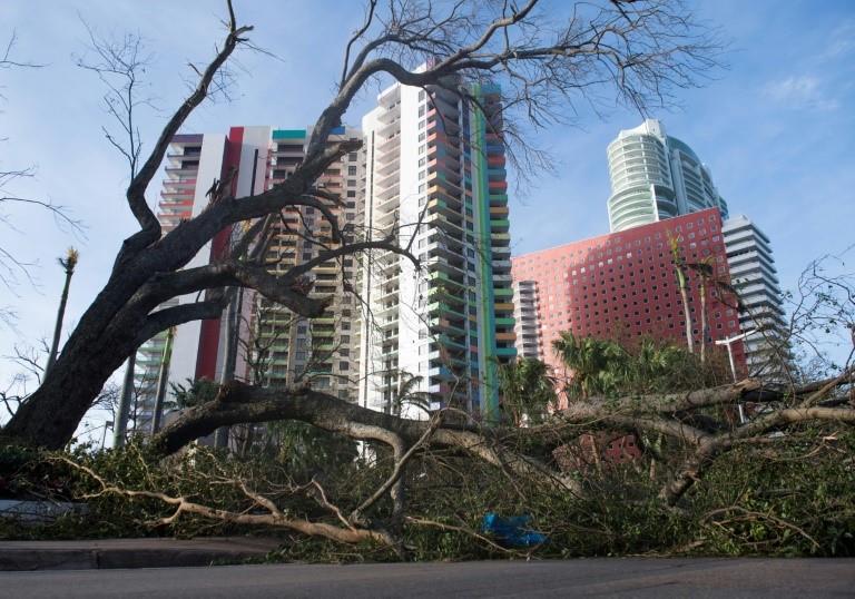 A fallen tree toppled by Hurricane Irma blocks a street in downtown Miami
