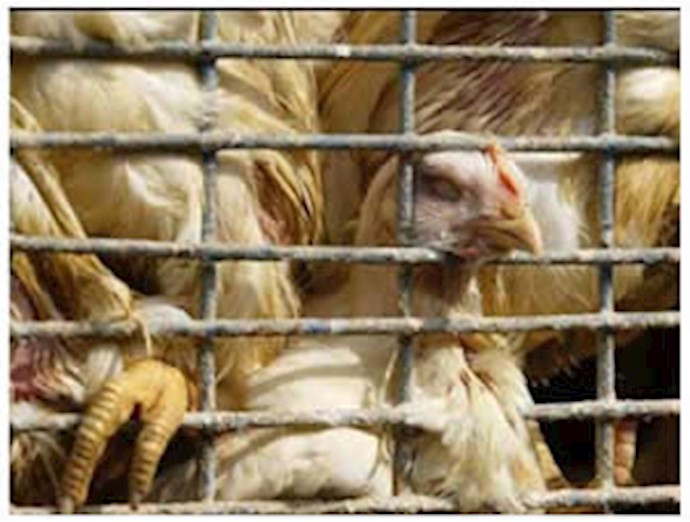 Oman bans poultry imports from Iran