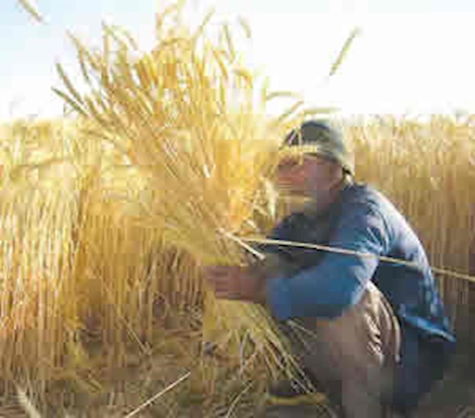 Egypt halts wheat import negotiation from Iran