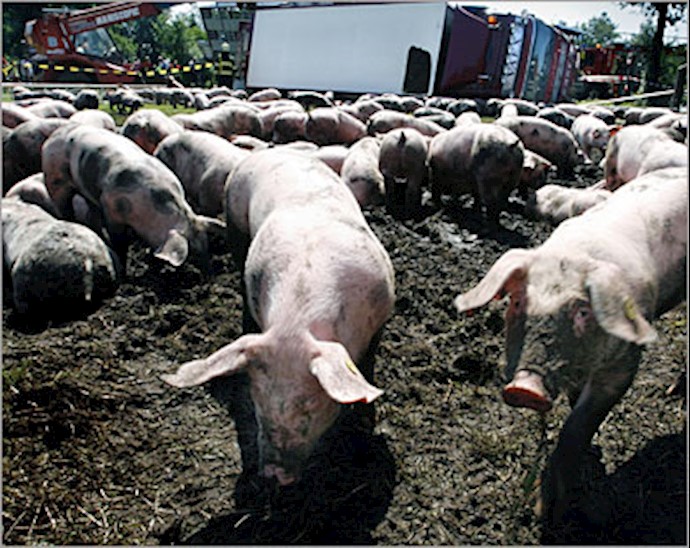 Iran has pushed thousands pigs of border region to Iraq to prevent Swine Influenza