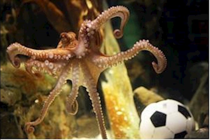 Iran: Octopus Paul is a symbol of Western decadence and decay