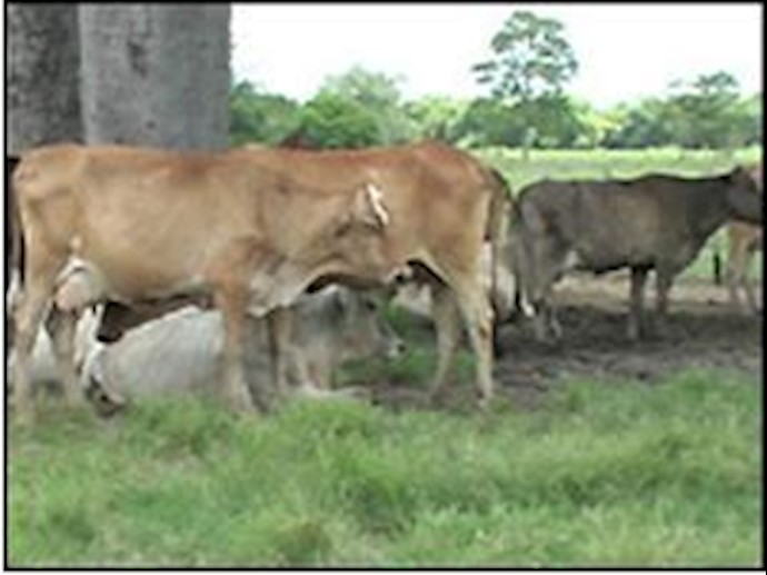 Exclusive: Sick livestock imported, budget diverted in Iran ministry