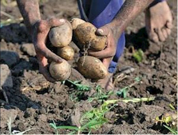 Iraq Kurdish officials prohibit potato imports from Iran due to insects