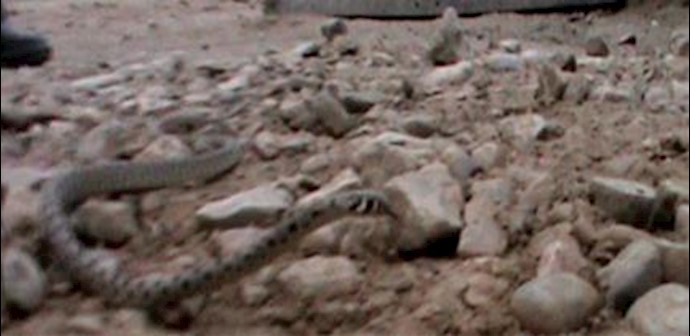  'Vipers at Camp Liberty - 1'