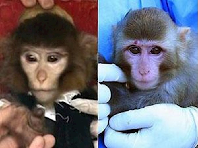 Iranian reports confuse images of space monkeys