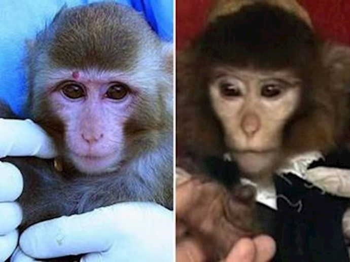 Was Iran’s monkey in space launch faked? Before and after pictures of space-travelling simian appear to show different animals
