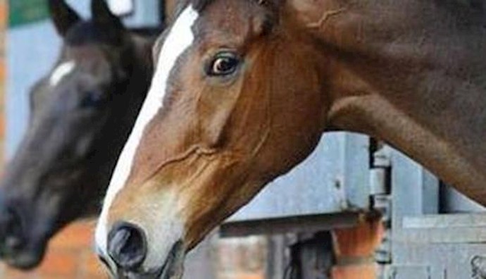 Iran establishes cavalry police