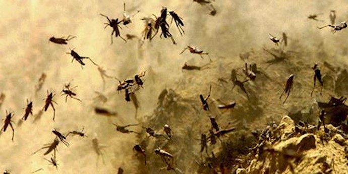  'The locust incursion in Yemen is expected to take place during the winter season from early January to March of 2016'