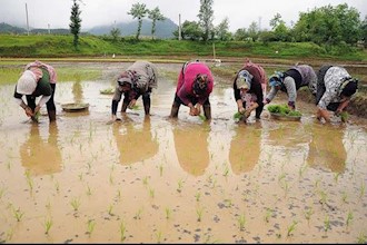 The difficult and backbreaking job of rice farming is left to oppressed Iranian women