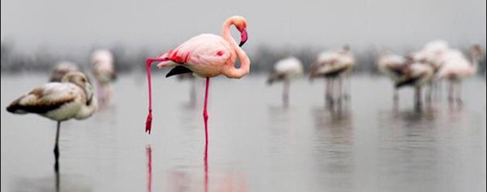  'Iran wild life and lagoons in danger of distinction'