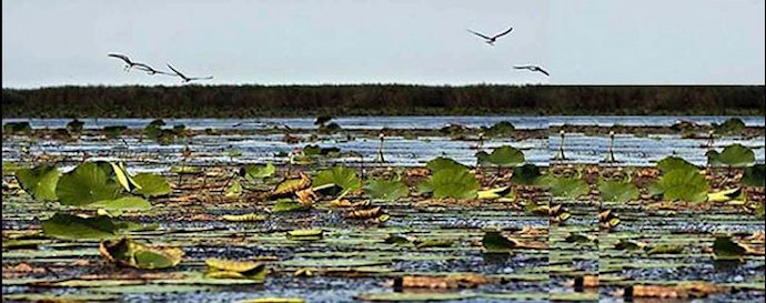 75% of Iran’s lagoons are in critical conditions