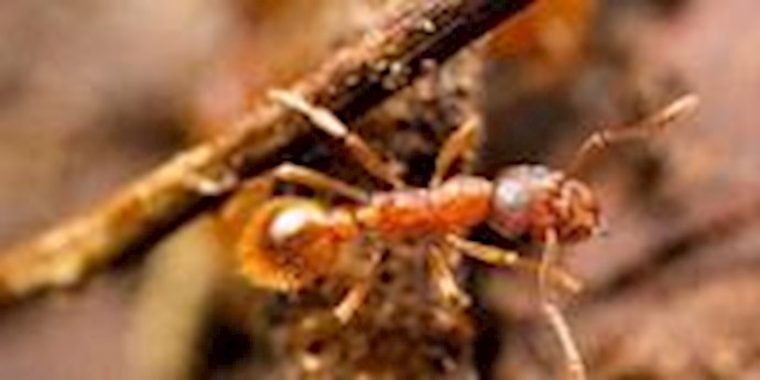 How ants’ amazing sense of smell controls their lives