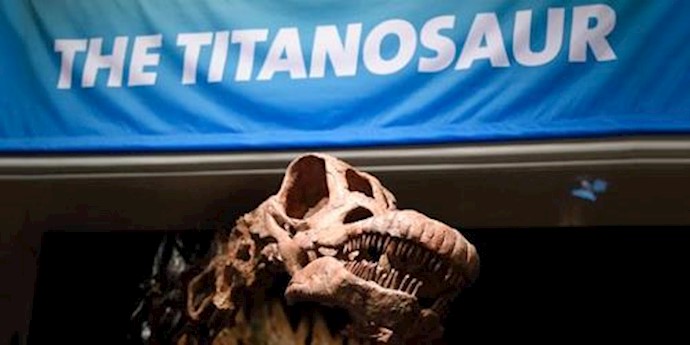  'The colossal exhibit unveiled at the American Museum of Natural History is 122 feet (37.2 meters) long'