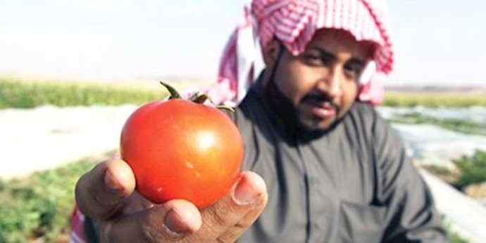Saudi Arabia’s exports rise to 54 million tons in 2015