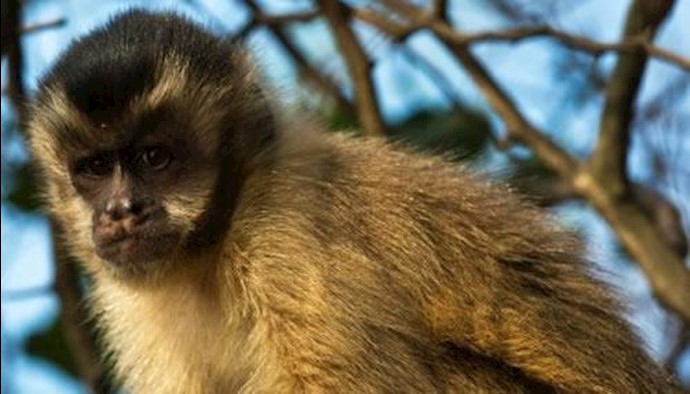 Monkeys break new ground on stone tool theory
