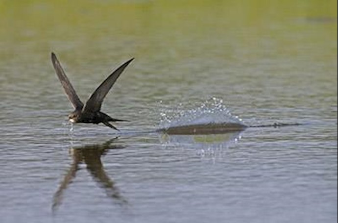 Swifts spend ten months a year entirely airborne, study reveals