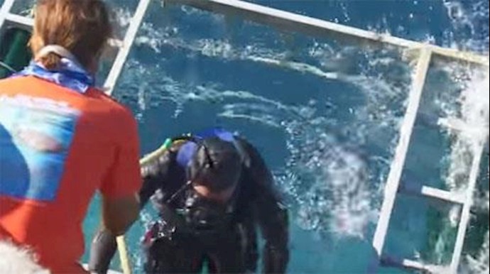 Sharks are beautiful, diver says despite narrow escape+Video