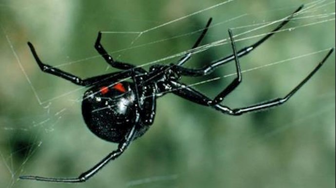 'The WO virus appears to have pinched poison genes from black widow spiders'