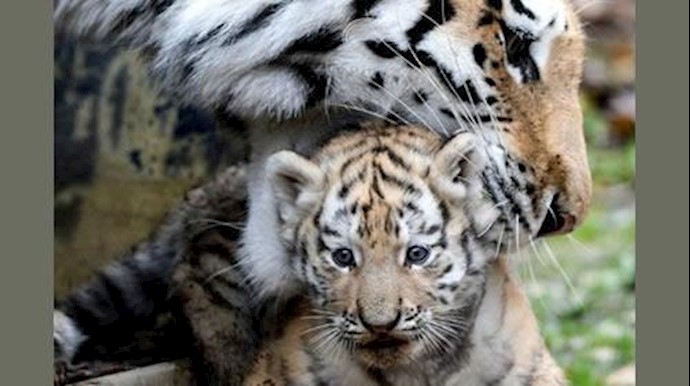 Over 100 tigers killed and trafficked each year: report