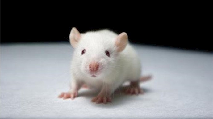 Low oxygen helps heart regeneration in mice: Study