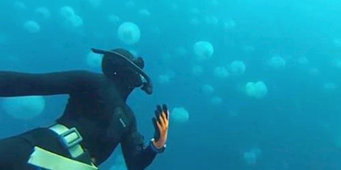  'Invasive species fill waters of Sea'