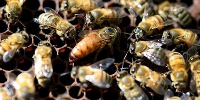  'A queen bee (C) is surrounded by worker bees in a hive at the Luxembourg Gardens beekeeping school in Paris'