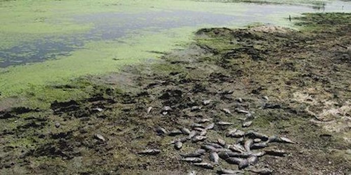 Isfahan’s famous pond drying up