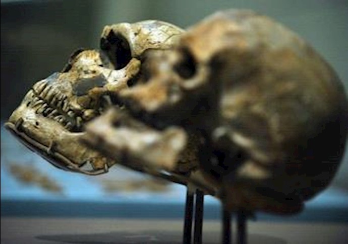 Neanderthal DNA redraws human out-of-Africa timeline