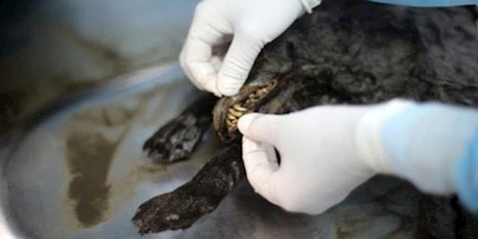 Ice Age puppies preserved with skin, fur and internal organs from 12,460 years ago awe scientists