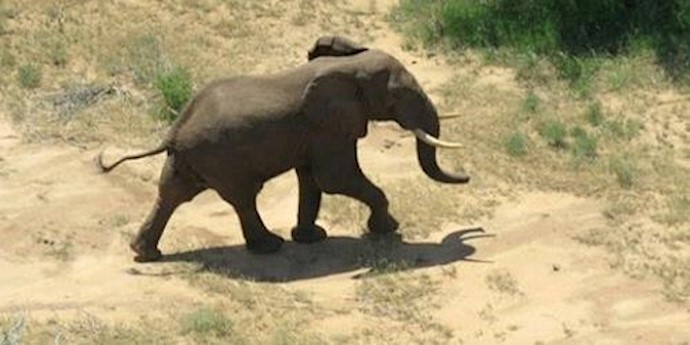 An elephant marched hundreds of kilometers and crossed into Somalia for first time in 20 years
