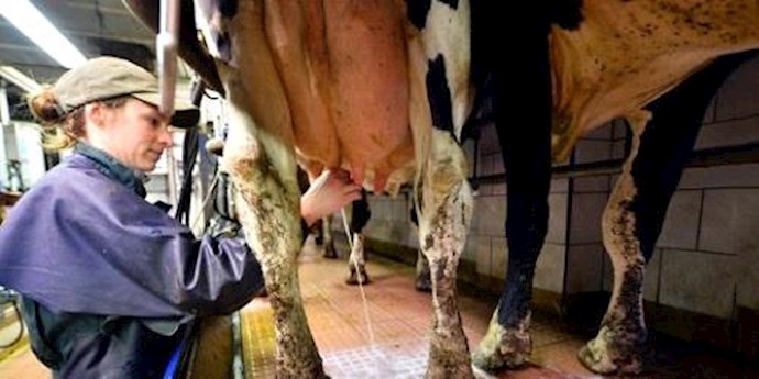  'A cow is prepared for milking at a farm in Brittany, western France'