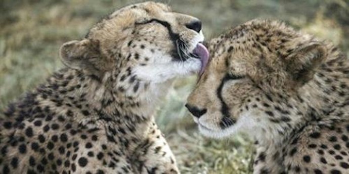  'A cheetah licks her sibling in an enclosure at the Cheetah Conservation Fund in Otjiwarongo, Namibia'