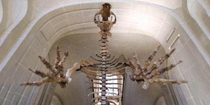 Irish cave evidence: Human existence in Ireland 2,500 years earlier than previously thought