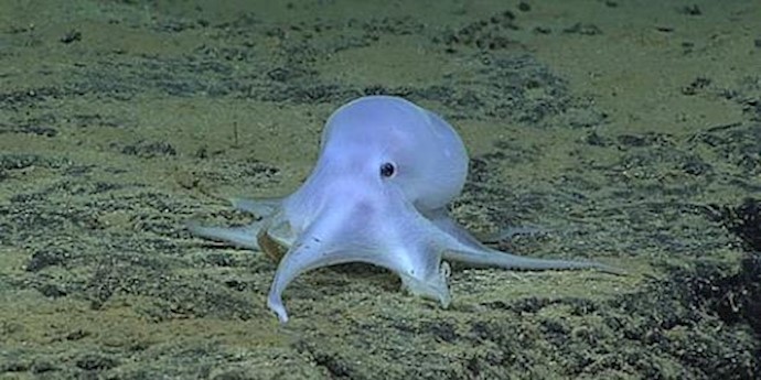  'This octopus was discovered during a search of the ocean floor '