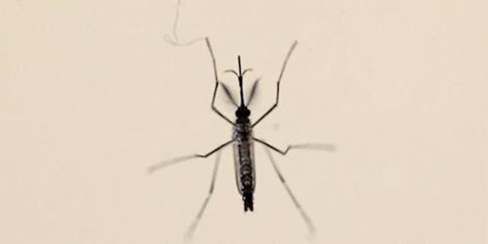 'An Aedes aegypti mosquito is seen at the Laboratory of Entomology and Ecology of the Dengue Branch of the U.S. Centers for Disease Control and '