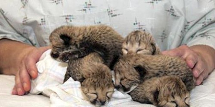 US: Five cheetah cubs born and getting around-the-clock critical care