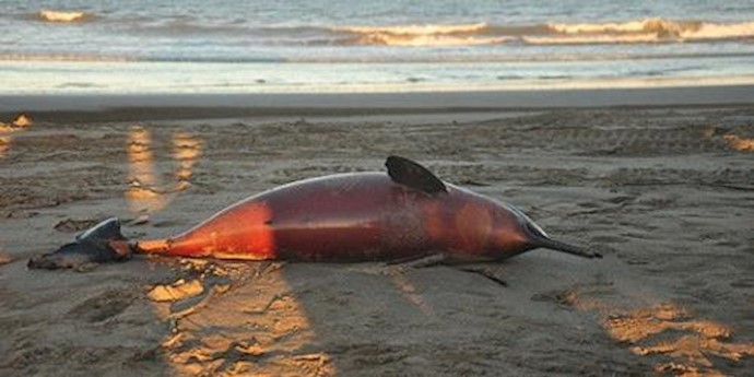  'A dead dolphin on a beach in La Costa district in Buenos Aires province, Argentina'
