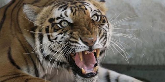 Tiger countries agree to preserve big-cat habitats