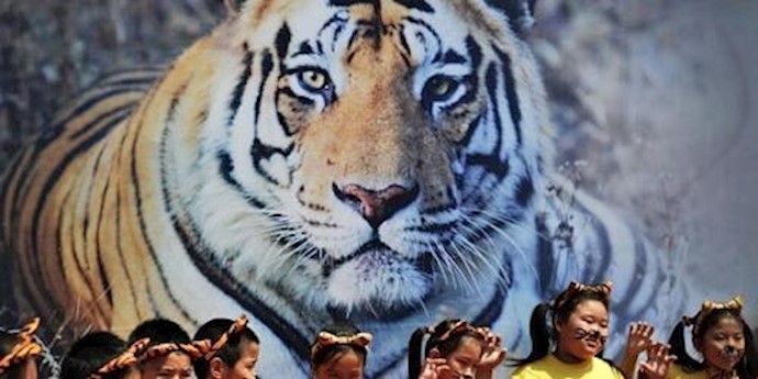 Wild tiger tally rising in the world