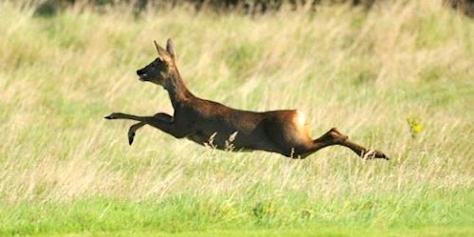 Researchers: Stone Age humans 4,500-5,500 years ago brought deer to Scotland by sea