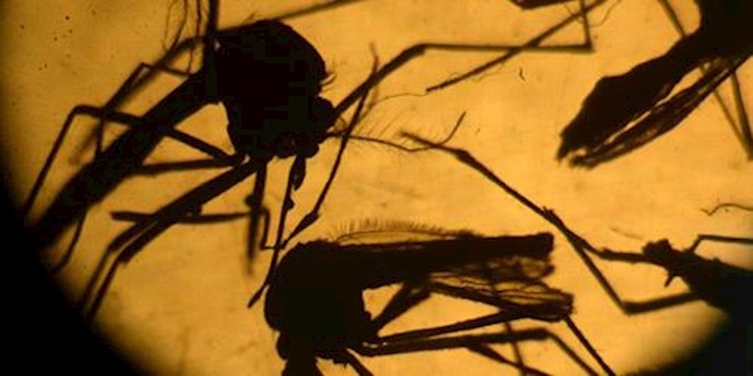 World Health Organization cautions of possible ’marked increase’ in Zika cases