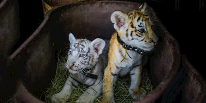 Rare Bengal tiger cubs born to travelling circus in Nicaragua