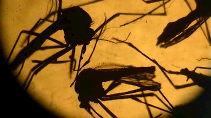 Zika crisis fuelled by ‘massive’ mosquito control failures: WHO chief
