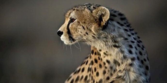 Cheetahs ‘sell for $6,000’ on social media in Saudi Arabia