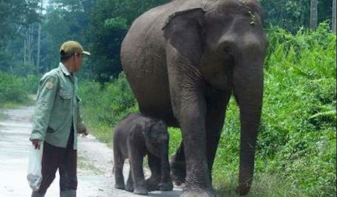 Sumatran critically endangered elephant gives birth