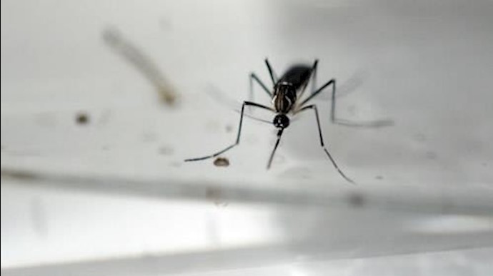 European scientists discover antibodies which ‘neutralise’ Zika virus